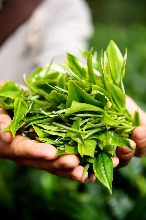 feuille-de-matcha