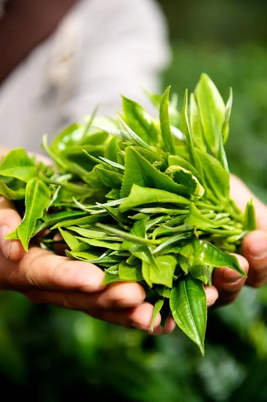 Rituel bien-être au matcha : transformer la préparation en pause essentielle